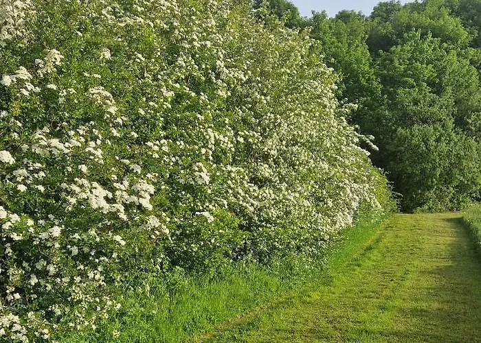 Loasen Vesterhede Hejnsvig