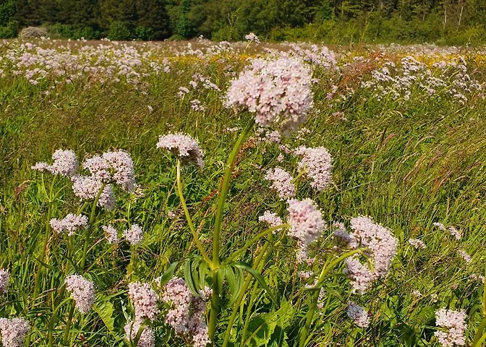 Loasen Vesterhede Lejlighed Hejnsvig