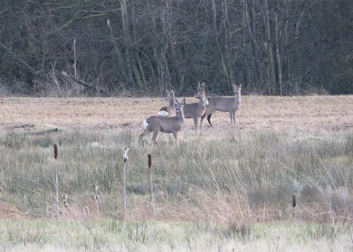 Lejlighed Loasen Vesterhede